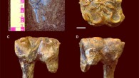 The left first upper molar of Hippopotamus antiquus from the Early Pleistocene Siliceous Member in Westbury Cave, Somerset, England. Image credit: Neil Adams / University of Leicester.