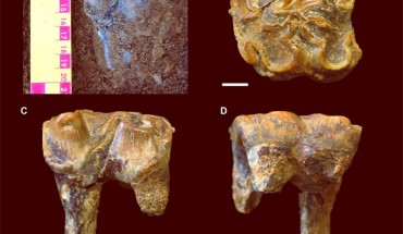 The left first upper molar of Hippopotamus antiquus from the Early Pleistocene Siliceous Member in Westbury Cave, Somerset, England. Image credit: Neil Adams / University of Leicester.
