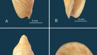 Holotype of Amoria thorae, dredged off Cape Moreton, Queensland and Tweed Heads, New South Wales, Australia: (A) dorsal view; (B) ventral (apertural) view; (C) lateral view; (D) view looking down on spire showing detail of protoconch. Image credit: Healy et al., doi: 10.17082/j.2204-1478.62.2020.2019-02.