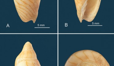 Holotype of Amoria thorae, dredged off Cape Moreton, Queensland and Tweed Heads, New South Wales, Australia: (A) dorsal view; (B) ventral (apertural) view; (C) lateral view; (D) view looking down on spire showing detail of protoconch. Image credit: Healy et al., doi: 10.17082/j.2204-1478.62.2020.2019-02.
