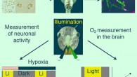 Transcardial injection of green algae or cyanobacteria in Xenopus laevis tadpoles distributed these photosynthetic microorganisms throughout the CNS causing a light exposure-timed increase of the oxygen concentration upon illumination of the brain; during a general, brain-wide extinction of neuronal activity by sub-atmospheric oxygen levels, green algae, and cyanobacteria were able to reversibly and repetitively reinitiate the spike activity upon illumination, thereby demonstrating the capacity of these microorganisms to rescue brain activity by photosynthetic oxygen. Image credit: Özugur et al., doi: 10.1016/j.isci.2021.103158.