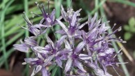 Allium negianum. Image credit: Pandey et al., doi: 10.3897/phytokeys.183.65433.