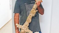 Shlomi Katzin with the 900-year-old crusader sword. Image credit: Nir Distelfeld / Israel Antiquities Authority.