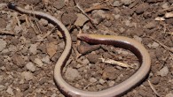 Anomalopus sp. Image credit: Paul Horner / South Australian Museum / Queensland Museum.