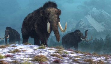 A trio of woolly mammoths (Mammuthus primigenius) trudges over snow covered hills; behind them, mountains with snow covered peaks rise above dark green forests of fir trees. Image credit: Daniel Eskridge.