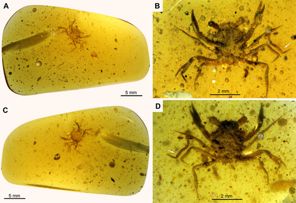 Cretapsara athanata, a modern-looking eubrachyuran crab in Burmese amber. Image credit: Luque et al., doi: 10.1126/sciadv.abj5689.