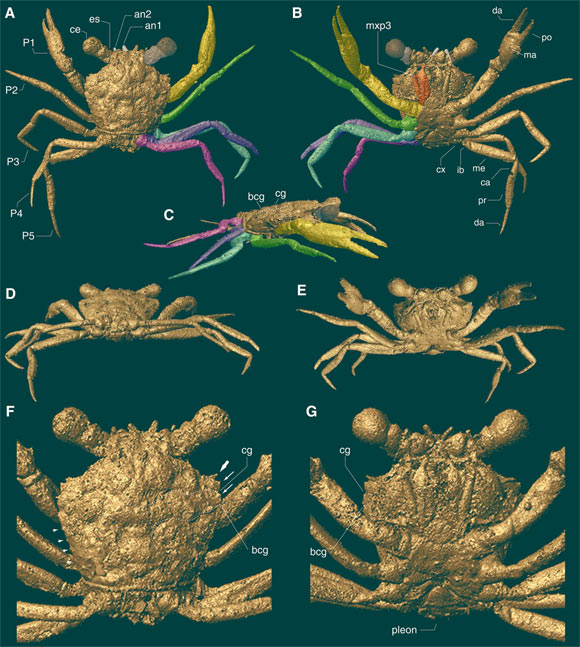 3D mesh of Cretapsara athanata. Image credit: Luque et al., doi: 10.1126/sciadv.abj5689.