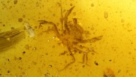 Cretapsara athanata, a modern-looking eubrachyuran crab in Burmese amber. Image credit: Luque et al., doi: 10.1126/sciadv.abj5689.