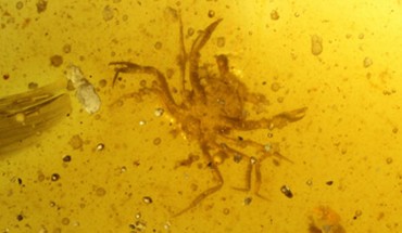 Cretapsara athanata, a modern-looking eubrachyuran crab in Burmese amber. Image credit: Luque et al., doi: 10.1126/sciadv.abj5689.