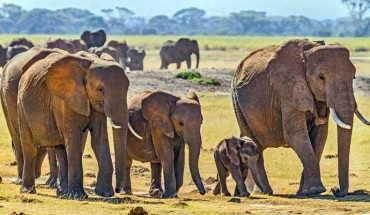 Human-mediated selection for tusklessness in African savanna elephants (Loxodonta africana) during the Mozambican civil war appears to be driven by recent selection on at least one X-linked locus (AMELX) and one autosomal locus (MEP1a). Image credit: Benh Lieu Song / CC BY-SA 2.0.