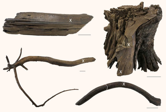 Pictures of the wood items from the site of L’Anse aux Meadows, Newfoundland, Canada. White X indicates the location from where samples were taken. Scale bars - 5 cm. Image credit: M. Kuitems.