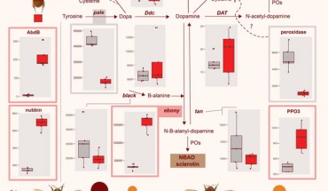 Bumblebees exhibit remarkable color pattern diversity that is primarily attributed to Müllerian mimicry. Previous research has identified the red-black mimetic color variation in Bombus melanopygus to be driven by genetic changes in a major upstream developmental gene (Hox gene Abd-B) dictating segmental morphology. Using a stage-specific transcriptomic approach, Rahman et al. unravel how this gene ultimately drives the melanic pigmentation differences, identifying a suite of genes from the most upstream Abd-B, to intermediate developmental genes, and finally to a set of interacting downstream melanin and redox genes. Image credit: Rahman et al., doi: 10.1093/gbe/evab080.