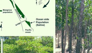 Representative Bruguiera gymnorhiza trees in the river side population (left) and the oceanside population (right) along the Okukubi River, the Okinawa main island, Japan. Scale bars - 1 m. Image credit: Miryeganeh et al., doi: 10.1111/nph.17738.
