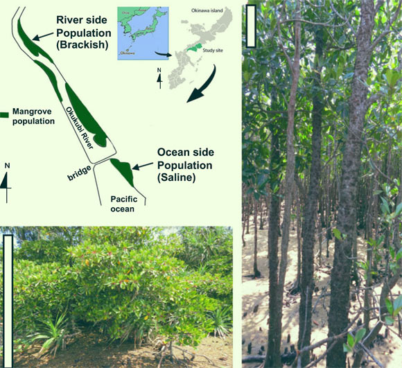 Representative Bruguiera gymnorhiza trees in the river side population (left) and the oceanside population (right) along the Okukubi River, the Okinawa main island, Japan. Scale bars - 1 m. Image credit: Miryeganeh et al., doi: 10.1111/nph.17738.