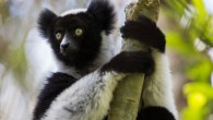 Indri indri. Image credit: Filippo Carugati.