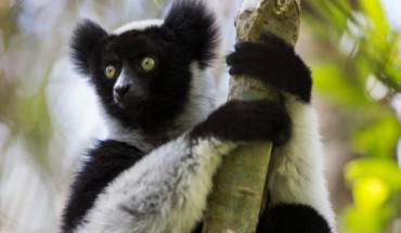 Indri indri. Image credit: Filippo Carugati.