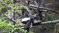 Giant panda Xiao Liwu at the San Diego Zoo.