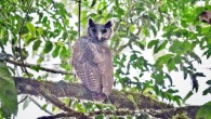 The Shelley’s eagle owl (Bubo shelleyi). Image credit: Robert Williams.