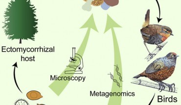 Patagonian birds disperse viable spores of mycorrhizal fungi. Image credit: Caiafa et al., doi: 10.1016/j.cub.2021.10.024.