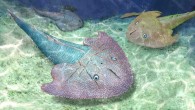 Life restoration of Nochelaspis maeandrine. Image credit: Dinghua Yang.