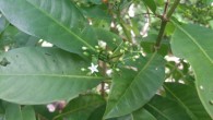 Psychotria insularum. Image credit: Victoria University of Wellington.