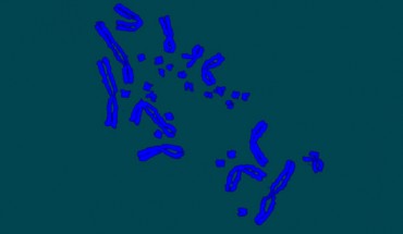 Central bearded dragon cells under a microscope, showing the tiny microchromosomes huddled together amongst the larger chromosomes. Image credit: Shayer Alam / La Trobe University.