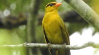 The Inti tanager (Heliothraupis oneilli). Image credit: Louisiana State University / Lane et al., doi: 10.1093/ornithology/ukab059.