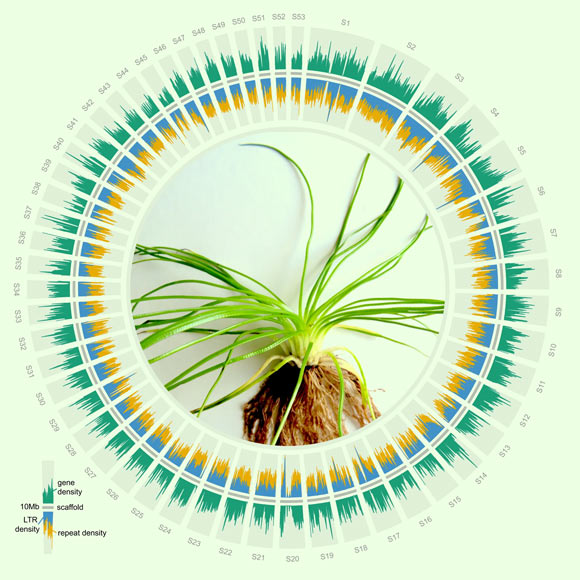 Distribution of genes and repetitive elements in Isoetes taiwanensis (center): the relatively even distributions differ from angiosperm genomes, but are similar to what have been reported in other seed-free plants; only scaffolds longer than 10 Mb are plotted. Image credit: Wickell et al., doi: 10.1038/s41467-021-26644-7.