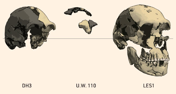 3D reconstruction of the Leti skull fragments is pictured together with the more complete adult specimens of Homo naledi, DH3 (left) and LES1 (right). Image credit: Brophy et al., doi: 10.48738/2021.iss1.64.
