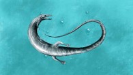 Pleurosaurus, a remarkable, long-bodied swimming rhynchocephalian that lived during the Late Jurassic epoch, some 150 million years ago, in what is now Germany. Image credit: Roberto Ochoa.