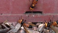 Vespa soror hornets attack a hive of eastern honeybees (Apis cerana) in Vietnam. Image credit: Heather Mattila / Wellesley College.