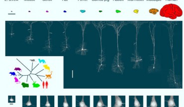 Highly variable neuron size and input-output properties across 10 mammalian species. Image credit: Beaulieu-Laroche et al., doi: 10.1038/s41586-021-04072-3.
