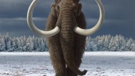 Fordham et al. revealed a 20,000-year pathway to the extinction of the woolly mammoth (Mammuthus primigenius). Image credit: Mauricio Anton.