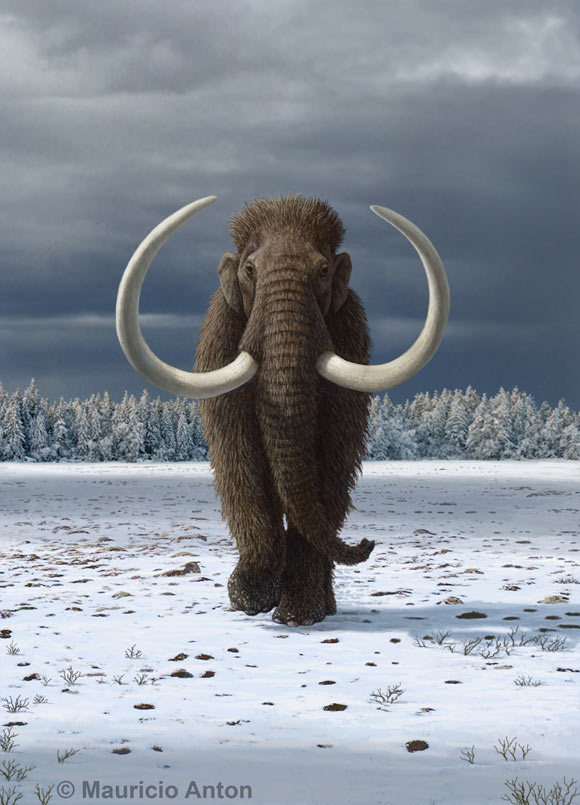 Fordham et al. revealed a 20,000-year pathway to the extinction of the woolly mammoth (Mammuthus primigenius). Image credit: Mauricio Anton.