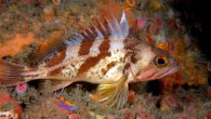 The calico rockfish (Sebastes dallii). Image credit: K. Lee.
