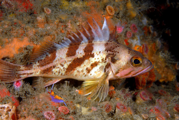 The calico rockfish (Sebastes dallii). Image credit: K. Lee.