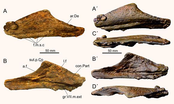 Photograph and surface rendering of left angular of Mawsonia sp. from the Woodbine Formation in lateral (A), medial (B), ventral (C) and dorsal (D) views. Abbreviations: a.f - adductor fossa; ar.De - articular surface for dentary; con.Part - contact surface with prearticular; f.m.s.c - openings of the mandibular sensory canal; gr.VII.m.ext - groove for external mandibular ramus of VII; l.f - longitudinal fossa; sut.p.Co - sutural contact surface with principal coronoid. Image credit: Cavin et al., doi: 10.1371/journal.pone.0259292.