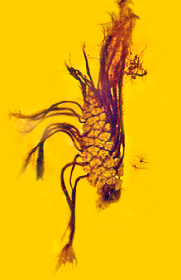A 40-million-year-old cone of Pinus cembrifolia in a piece of Eocene Baltic amber. Image credit: George Poinar Jr., Oregon State University.