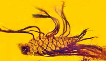 A 40-million-year-old cone of Pinus cembrifolia in a piece of Eocene Baltic amber. Image credit: George Poinar Jr., Oregon State University.