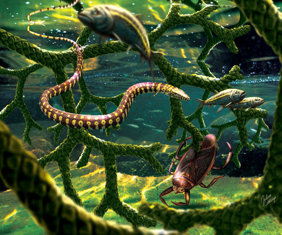 In the shallows near shore, Tetrapodophis amplectus glides through a tangle of branches from the conifer Duartenia araripensis that have fallen into the water, sharing this habitat with a water bug in the family Belostomatidae and small fish (Dastilbe sp.). Image credit: Julius Csotonyi.