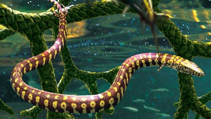 Cretaceous ‘FourLimbed Snake’ Turns Out To Be LongBodied Lizard Sci