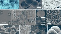 Organic and inorganic biomorphs (small abiotic structures that bear a morphological resemblance to living or fossil microbes): (a) asteroidal trichites radiating from central magnetite grains in a natural volcanic glass; (b) organic microspheres obtained from RNA and quartz mixtures under diagenetic conditions; (c) amphiphilic spherical and tube-like vesicles formed by mixed fatty acids and 1-alkanols (C10-C15) in 10 mM CaCl2; (d) coacervate microdroplets prepared in water by mixing PDDA with ATP; (e, f ) chain-forming and twinning proteinoid microspheres obtained by heating mixtures of amino acids; (g, h) apatite particles formed by double diffusion in gelatin mimicking dividing cells and raised polygonal features in embryos; (i) rod-shaped silica particles formed on the walls of basalt fractures injected with supercritical CO2; (j) cryogenic opal filaments and sheets formed in rapidly freezing silica-rich fluids; (k) cryogenic carbonate segmented filaments obtained by freezing of silica-rich alkaline brines; (l) rod-shaped apatite particles forming within organic films in sediments; (m) fluoroapatite particle precipitated in the presence of citrate, mimicking dividing coccoid cells. Image credit: McMahon & Cosmidis, doi: 10.1144/jgs2021-050.