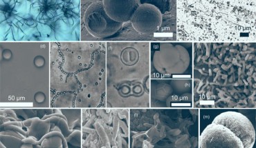 Organic and inorganic biomorphs (small abiotic structures that bear a morphological resemblance to living or fossil microbes): (a) asteroidal trichites radiating from central magnetite grains in a natural volcanic glass; (b) organic microspheres obtained from RNA and quartz mixtures under diagenetic conditions; (c) amphiphilic spherical and tube-like vesicles formed by mixed fatty acids and 1-alkanols (C10-C15) in 10 mM CaCl2; (d) coacervate microdroplets prepared in water by mixing PDDA with ATP; (e, f ) chain-forming and twinning proteinoid microspheres obtained by heating mixtures of amino acids; (g, h) apatite particles formed by double diffusion in gelatin mimicking dividing cells and raised polygonal features in embryos; (i) rod-shaped silica particles formed on the walls of basalt fractures injected with supercritical CO2; (j) cryogenic opal filaments and sheets formed in rapidly freezing silica-rich fluids; (k) cryogenic carbonate segmented filaments obtained by freezing of silica-rich alkaline brines; (l) rod-shaped apatite particles forming within organic films in sediments; (m) fluoroapatite particle precipitated in the presence of citrate, mimicking dividing coccoid cells. Image credit: McMahon & Cosmidis, doi: 10.1144/jgs2021-050.