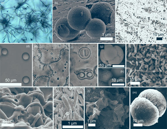 Organic and inorganic biomorphs (small abiotic structures that bear a morphological resemblance to living or fossil microbes): (a) asteroidal trichites radiating from central magnetite grains in a natural volcanic glass; (b) organic microspheres obtained from RNA and quartz mixtures under diagenetic conditions; (c) amphiphilic spherical and tube-like vesicles formed by mixed fatty acids and 1-alkanols (C10-C15) in 10 mM CaCl2; (d) coacervate microdroplets prepared in water by mixing PDDA with ATP; (e, f ) chain-forming and twinning proteinoid microspheres obtained by heating mixtures of amino acids; (g, h) apatite particles formed by double diffusion in gelatin mimicking dividing cells and raised polygonal features in embryos; (i) rod-shaped silica particles formed on the walls of basalt fractures injected with supercritical CO2; (j) cryogenic opal filaments and sheets formed in rapidly freezing silica-rich fluids; (k) cryogenic carbonate segmented filaments obtained by freezing of silica-rich alkaline brines; (l) rod-shaped apatite particles forming within organic films in sediments; (m) fluoroapatite particle precipitated in the presence of citrate, mimicking dividing coccoid cells. Image credit: McMahon & Cosmidis, doi: 10.1144/jgs2021-050.