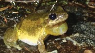 The screaming tree frog (Litoria quiritatus), male, in Darkes Forest, New South Wales, Australia. Image credit: Jodi Rowley.
