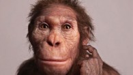 Life reconstruction of Australopithecus sediba commissioned by the University of Michigan Museum of Natural History. Image credit: Elisabeth Daynes / S. Entressangle.