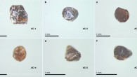 Optical photographs of the recovered amorphous carbon (AC) samples from different conditions: (a) optical photographs of AC-1 synthesized at 20 GPa and 1,000 degrees Celsius; (b) AC-2, 25 GPa and 1,000 degrees Celsius; (c) AC-3, 27 GPa and 1,000 degrees Celsius; (d) AC-4, 27 GPa and 900 degrees Celsius; (e) AC-5, 30 GPa and 870 degrees Celsius; and (f) AC-6, 37 GPa and 450 degrees Celsius. Image credit: Shang et al., doi: 10.1038/s41586-021-03882-9.