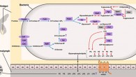 Proposed pathway between intestinal glycerophospholipid production and memory enhancement: based on metagenomic and metabolomic analyses, Li et al. suggest that increased levels of Lactobacillus apis (and other Firm-5 species which similarly contain many genes for the PTS sugar transport pathway) will cause increased sugar metabolism, which will lead to the production of more glycerophospholipids; these glycerophospholipids are then transported into the hindgut and are rapidly secreted into the hemolymph (perhaps helped by an increase in mGlu2 receptors); they are transported to the brain via the bee’s open circulatory system, with attached metabolites, leading to improved structure and function of neural and synaptic membranes, thereby promoting better memory. Purple shapes: genes that positively correlated with long-term memory; rectangles: genes found in all three analyses (analyses based on genes mapped to the whole gut microbiota, Firm-5 and Lactobacillus apis). Ovals: genes found in whole gut microbiota and Firm-5 analyses. Rounded rectangles: remaining memory-correlated genes. Gray shapes: genes which did not correlate with long-term memory. Blue arrows: sugar metabolism. Red arrows: glycerophospholipid metabolism. Purple arrows: the increase or decrease of metabolites after Lactobacillus apis supplementation. Image credit: Li et al., doi: 10.1038/s41467-021-26833-4.