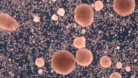 Kriegman et al. show that clusters of cells, if freed from a developing organism, can similarly find and combine loose cells into clusters that look and move like they do, and that this ability does not have to be specifically evolved or introduced by genetic manipulation. Image credit: Kriegman et al., doi: 10.1073/pnas.2112672118.
