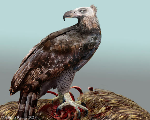 An artist’s impression of the Haast’s eagle (Hieraaetus moorei). Image credit: Katrina Kenny.